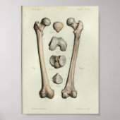 1844  anatomie Afdrukmontagebeentje Poster (Voorkant)