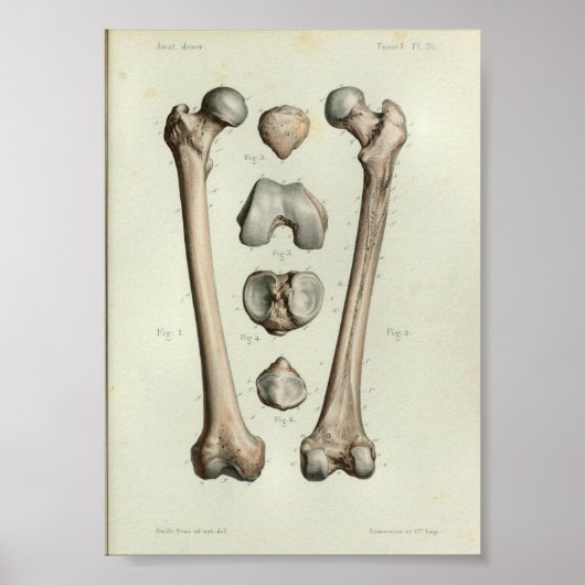 1844  anatomie Afdrukmontagebeentje Poster (Voorkant)