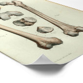1844  anatomie Afdrukmontagebeentje Poster (Hoek)