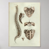 1844 anatomie Afdrukrugkolom Poster (Voorkant)