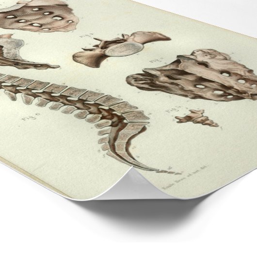 1844  anatomie Afdrukrugkolom Poster (Hoek)