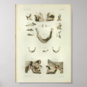 1844 anatomie Afdrukschedel Botten Poster (Voorkant)