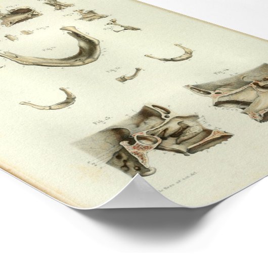 1844 anatomie Afdrukschedel Botten Poster (Hoek)