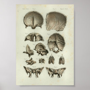 1844  anatomie Afdrukschedel Botten Poster