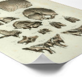 1844 anatomie Afdrukschedel Botten Poster (Hoek)