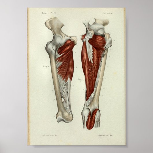 1844  anatomie Afdrukspier been Poster (Voorkant)