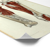 1844  anatomie Afdrukspier been Poster (Hoek)