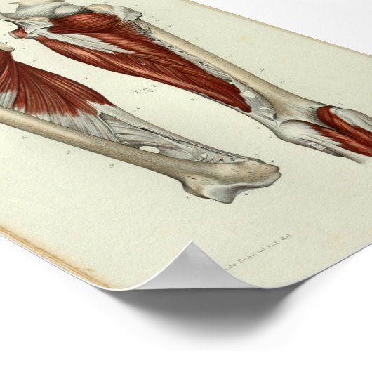 1844  anatomie Afdrukspier been Poster (Hoek)