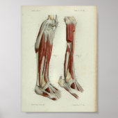 1844  anatomie Afdrukspier been Poster (Voorkant)