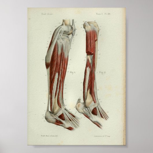 1844  anatomie Afdrukspier been Poster (Voorkant)