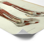 1844  anatomie Afdrukspier been Poster (Hoek)