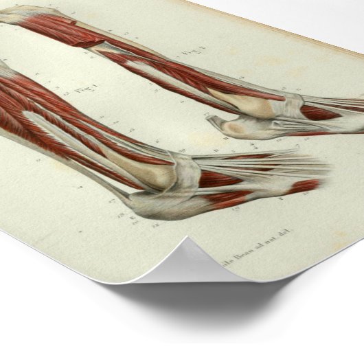 1844  anatomie Afdrukspier been Poster (Hoek)