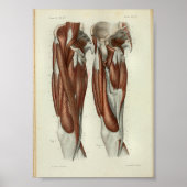 1844  anatomie Afdrukspier been Poster (Voorkant)