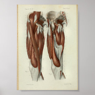 1844  anatomie Afdrukspier been Poster