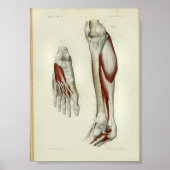 1844  anatomie Afdrukspier been Poster (Voorkant)