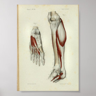 1844 anatomie Afdrukspier been Poster