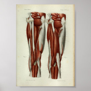 1844  anatomie Afdrukspier been Poster