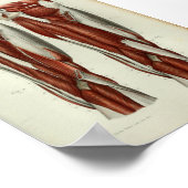 1844  anatomie Afdrukspier been Poster (Hoek)
