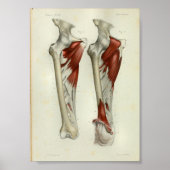 1844  anatomie Afdrukspier been Poster (Voorkant)