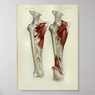 1844  anatomie Afdrukspier been Poster