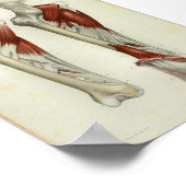 1844  anatomie Afdrukspier been Poster (Hoek)