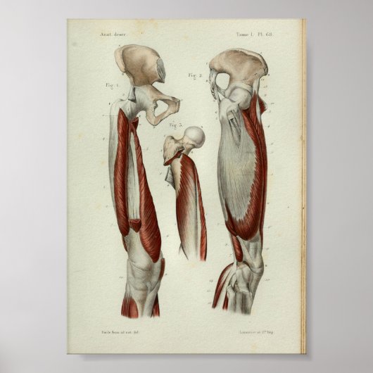 1844  anatomie Afdrukspier been Poster (Voorkant)