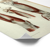 1844  anatomie Afdrukspier been Poster (Hoek)