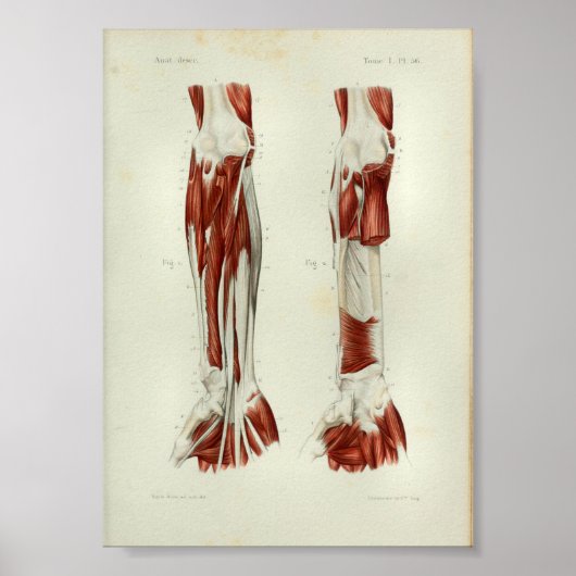 1844 anatomie Afdrukspieren Arm Poster (Voorkant)