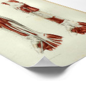 1844 anatomie Afdrukspieren Arm Poster (Hoek)