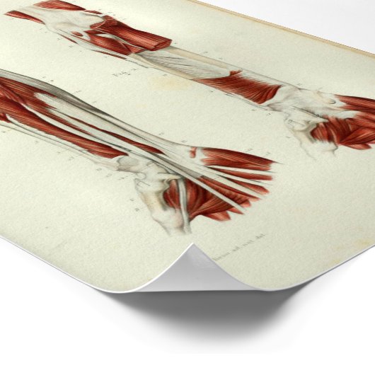 1844 anatomie Afdrukspieren Arm Poster (Hoek)