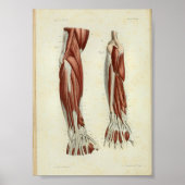 1844  anatomie Afdrukspieren Arm Poster (Voorkant)