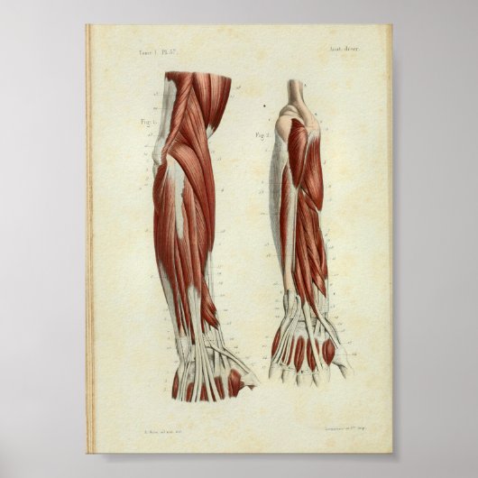 1844  anatomie Afdrukspieren Arm Poster (Voorkant)