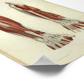 1844  anatomie Afdrukspieren Arm Poster (Hoek)