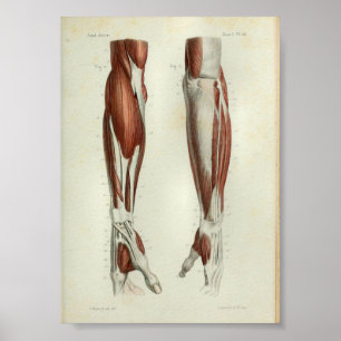 1844  anatomie Afdrukspieren Arm Poster