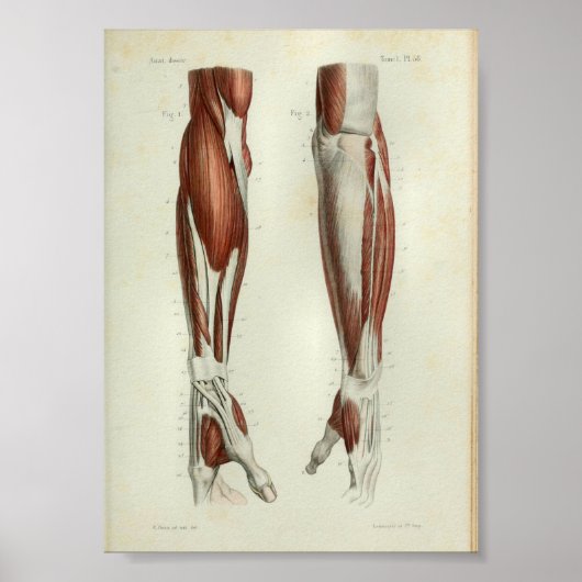 1844  anatomie Afdrukspieren Arm Poster (Voorkant)