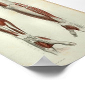 1844  anatomie Afdrukspieren Arm Poster (Hoek)