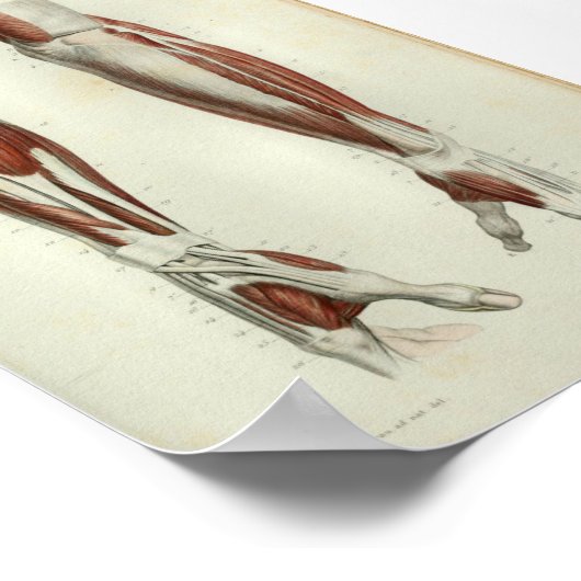 1844 anatomie Afdrukspieren Arm Poster (Hoek)