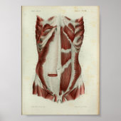 1844 anatomie Afdrukspieren Borst Poster (Voorkant)