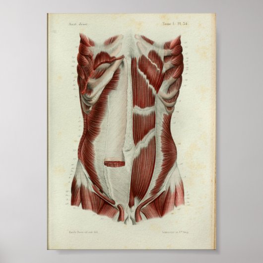 1844  anatomie Afdrukspieren Borst Poster (Voorkant)