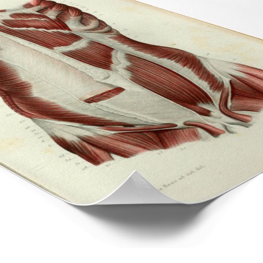 1844 anatomie Afdrukspieren Borst Poster (Hoek)