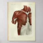 1844  anatomie Afdrukspieren Borst Poster (Voorkant)