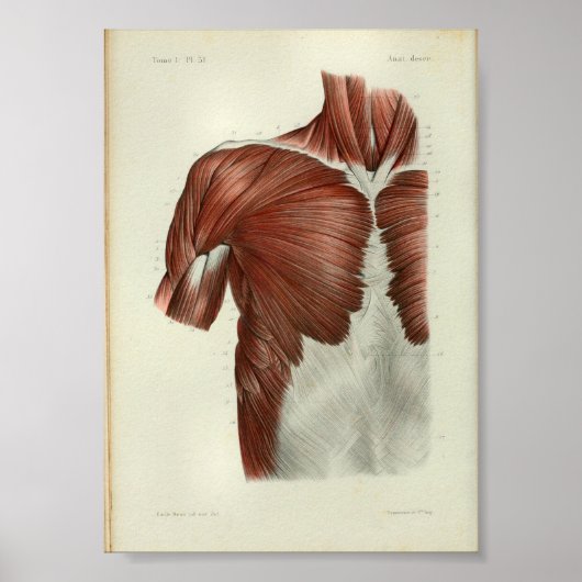 1844  anatomie Afdrukspieren Borst Poster (Voorkant)