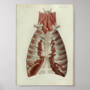 1844  anatomie Afdrukspieren Borst Poster