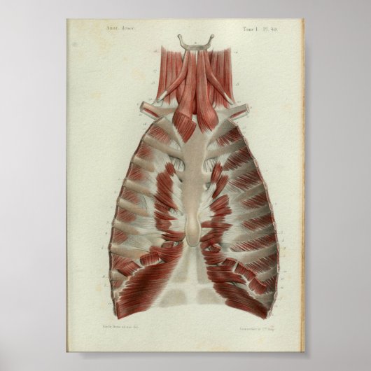 1844  anatomie Afdrukspieren Borst Poster (Voorkant)