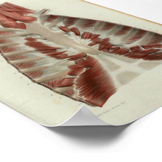 1844  anatomie Afdrukspieren Borst Poster (Hoek)