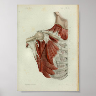 1844  anatomie Afdrukspieren Borst Poster