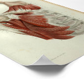 1844  anatomie Afdrukspieren Borst Poster (Hoek)