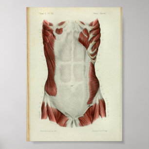 1844  anatomie Afdrukspieren Borst Poster
