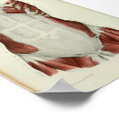 1844  anatomie Afdrukspieren Borst Poster (Hoek)