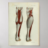 1844  anatomie Afdrukspieren Calf Poster (Voorkant)